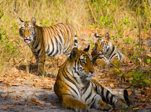 Bandhavgarh National Park