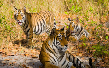 Bandhavgarh National Park