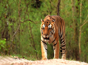 Kanha Tiger Reserve