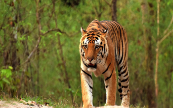 Kanha Tiger Reserve