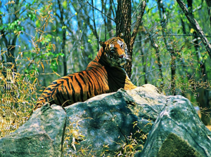 Namdapha National Park & Tiger Reserve