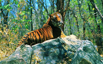 Namdapha National Park & Tiger Reserve