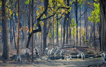 Pench National Park