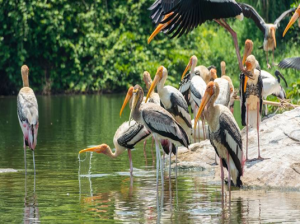 Ranganathittu Bird Sanctuary