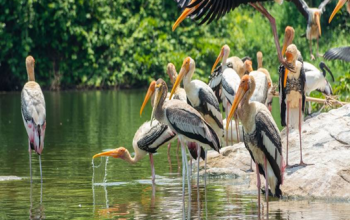 Ranganathittu Bird Sanctuary