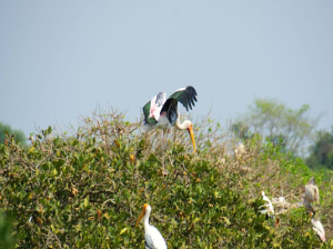 Vedanthangal Bird Sanctuary