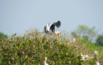 Vedanthangal Bird Sanctuary