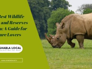The Best Wildlife Safaris and Reserves in India: A Guide for Nature Lovers