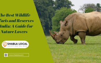 The Best Wildlife Safaris and Reserves in India: A Guide for Nature Lovers