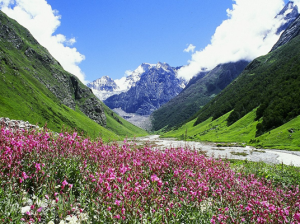 Valley of Flowers National Park