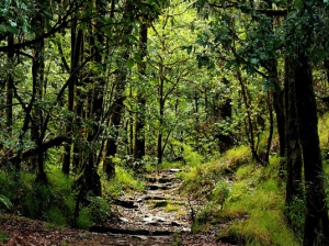 Binsar Wildlife Sanctuary