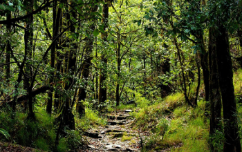 Binsar Wildlife Sanctuary