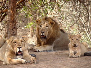 Gir National Park, Gujrat