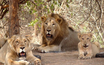 Gir National Park, Gujrat