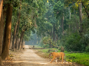 Jim Corbett National Park, Uttarakhand