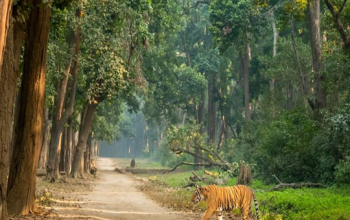 Jim Corbett National Park, Uttarakhand