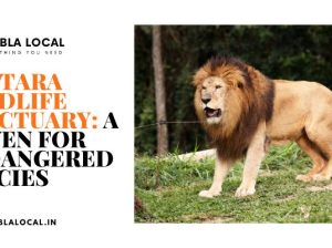 Vantara Wildlife Sanctuary: A Haven for Endangered Species