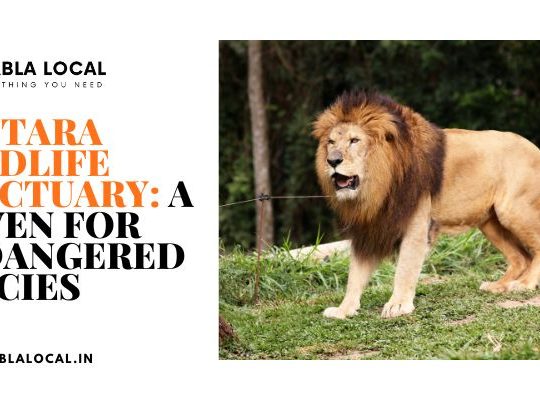 Vantara Wildlife Sanctuary: A Haven for Endangered Species