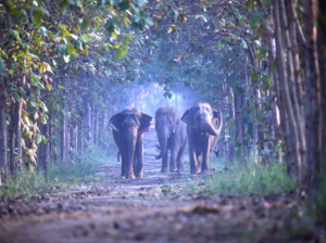 Vantara Wildlife Sanctuary