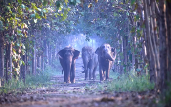 Vantara Wildlife Sanctuary